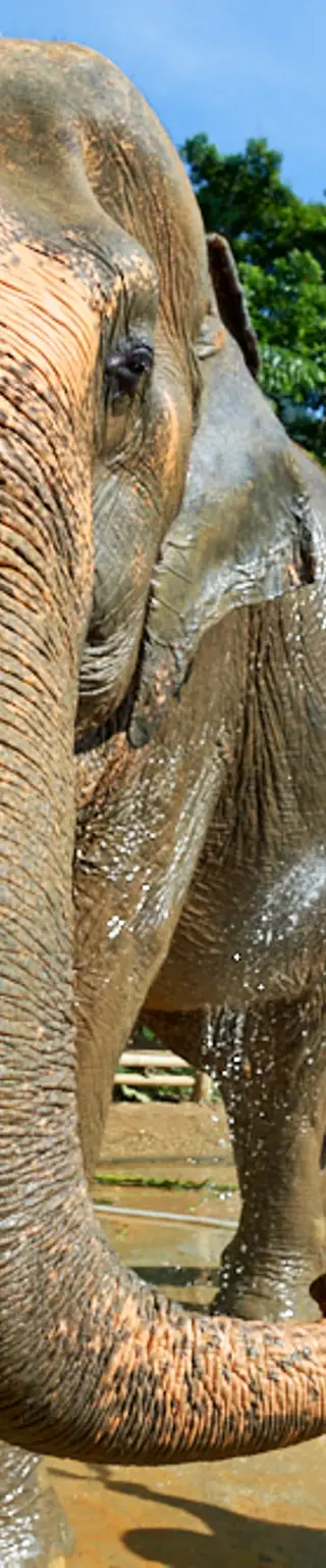 Elephant Jungle Sanctuary